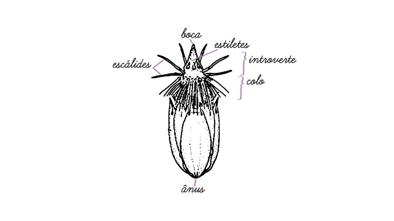 Filo Loricifera