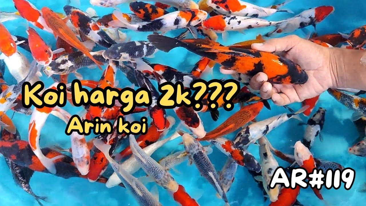 REVIEW MURAH SPESIAL 2.2‼️BORONG IKAN KOI KUALITAS OKE BANGET🔥HARGA AMBYAR | DI ARIN KOI