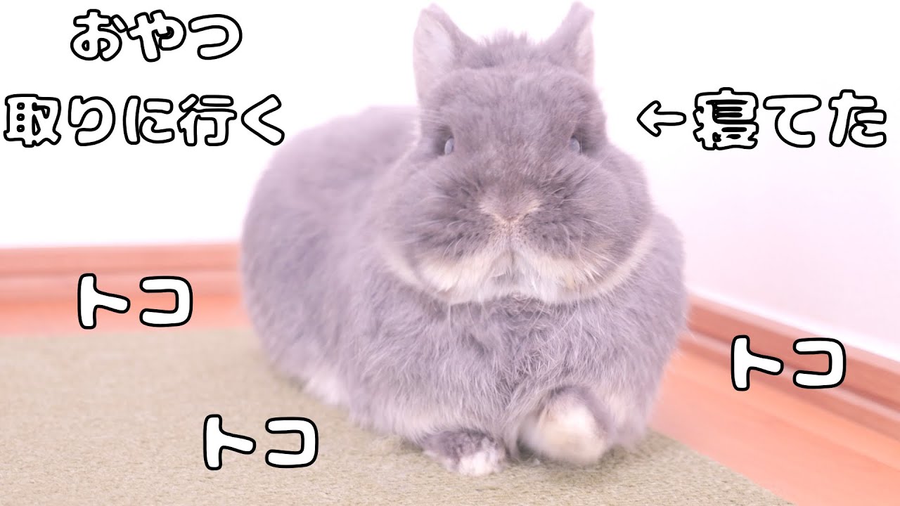 オヤツが届くと寝ぼけながらトコトコ歩いて取りに行こうとするミミが可愛すぎました【No.1786】