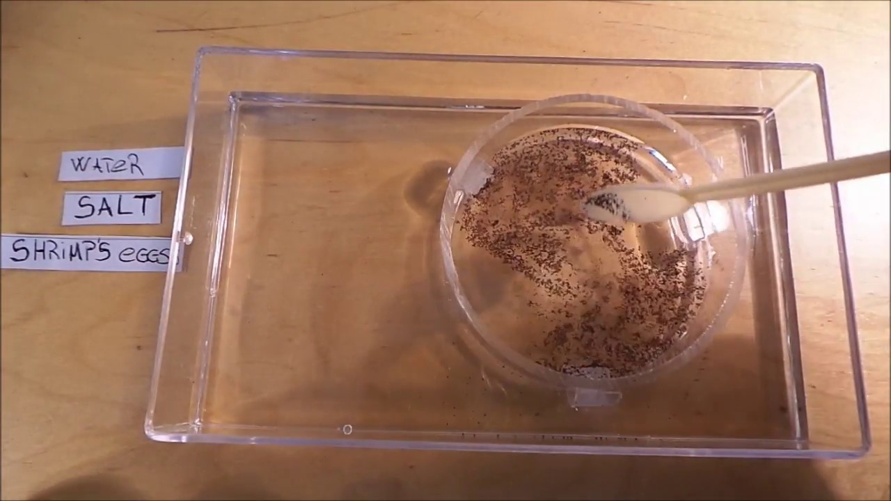 Tutorial - Easy Brine Shrimp Hatchery - Live Fish Food Culture DIY Artemia