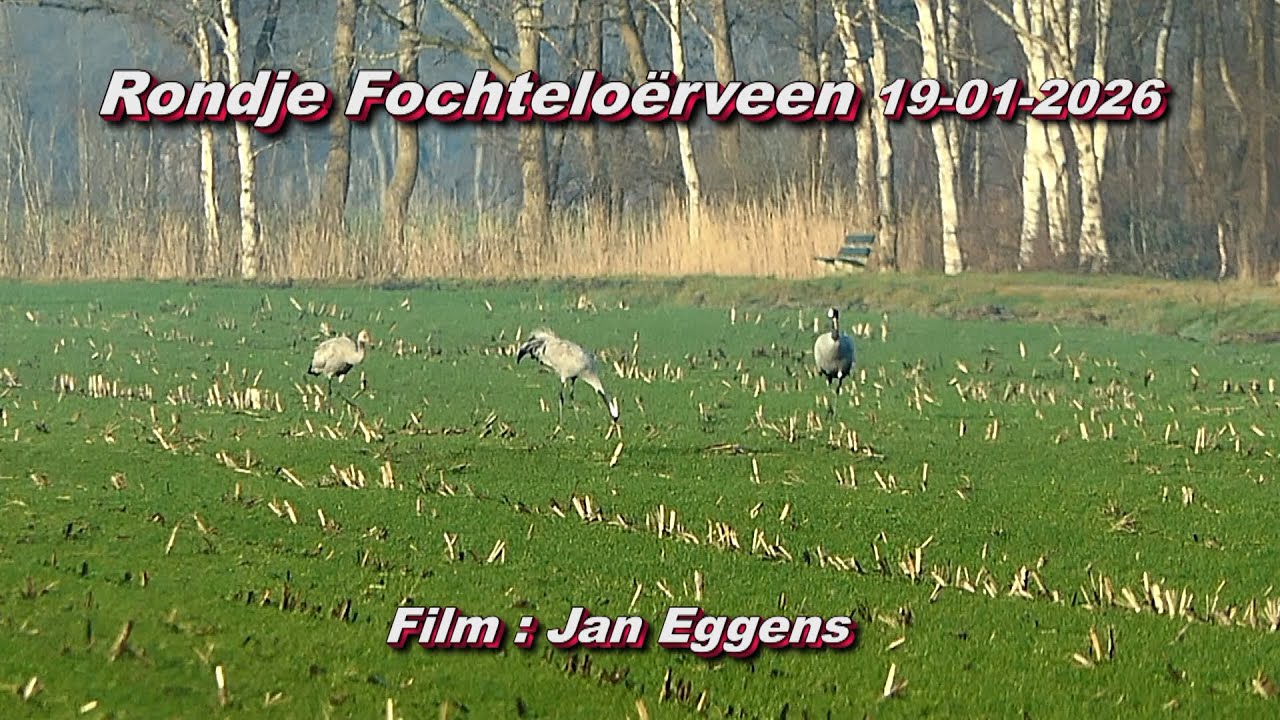 Rondje Fochteloërveen 19 01 2026