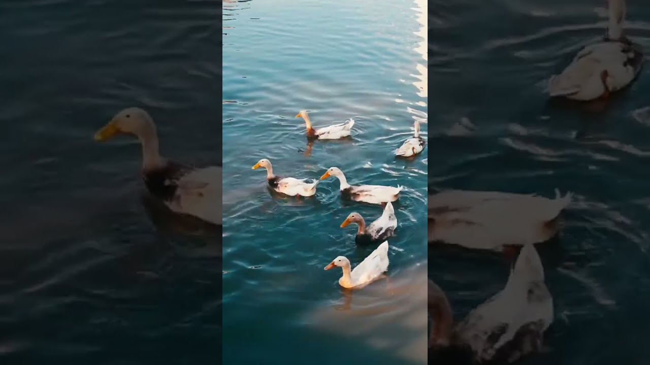 Relaxing Sound of Nature - Ducks quacking, eating on lake