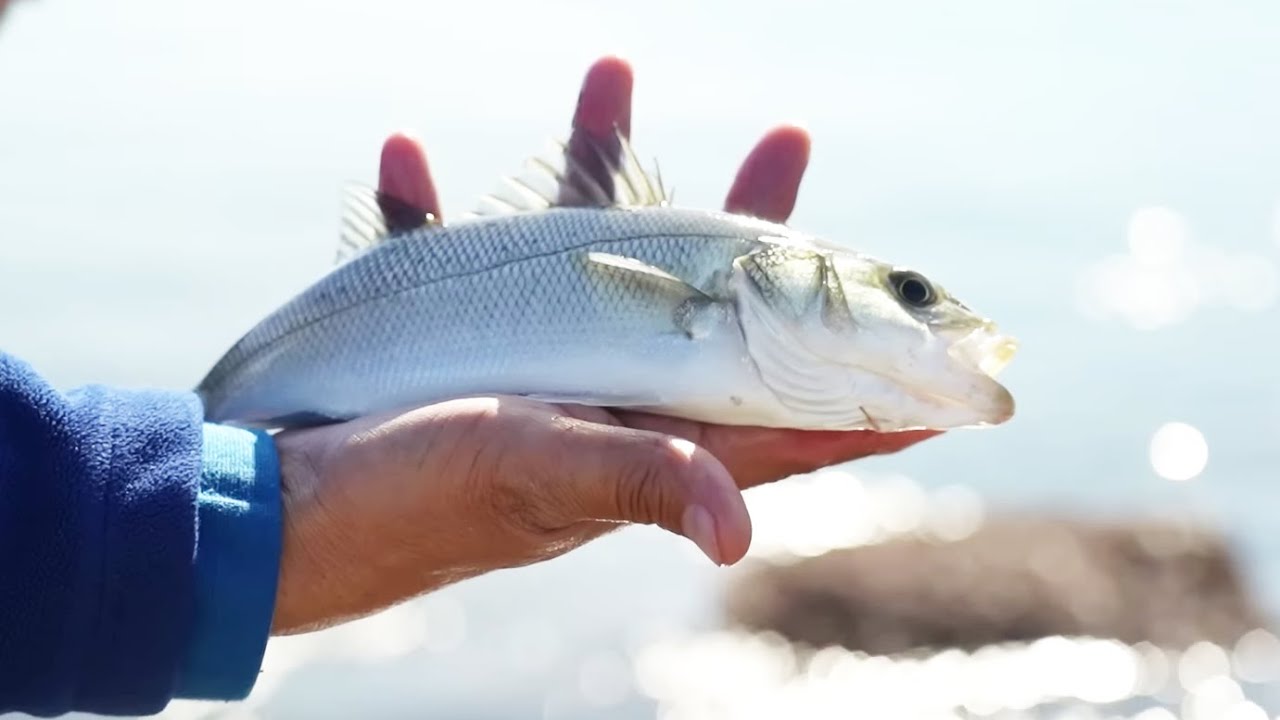 I pesci della bolognese a Marina di Pisa