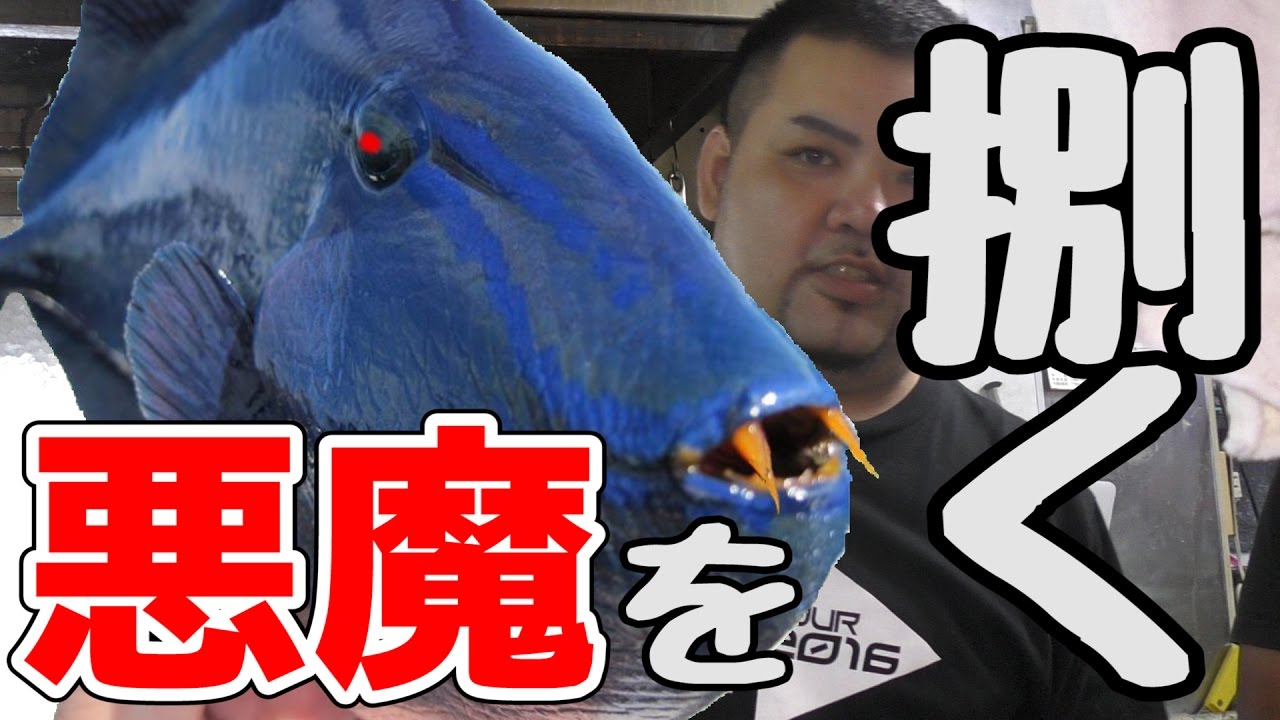 ドラキュラと呼ばれてる魚が存在した【スペースデリバリー】