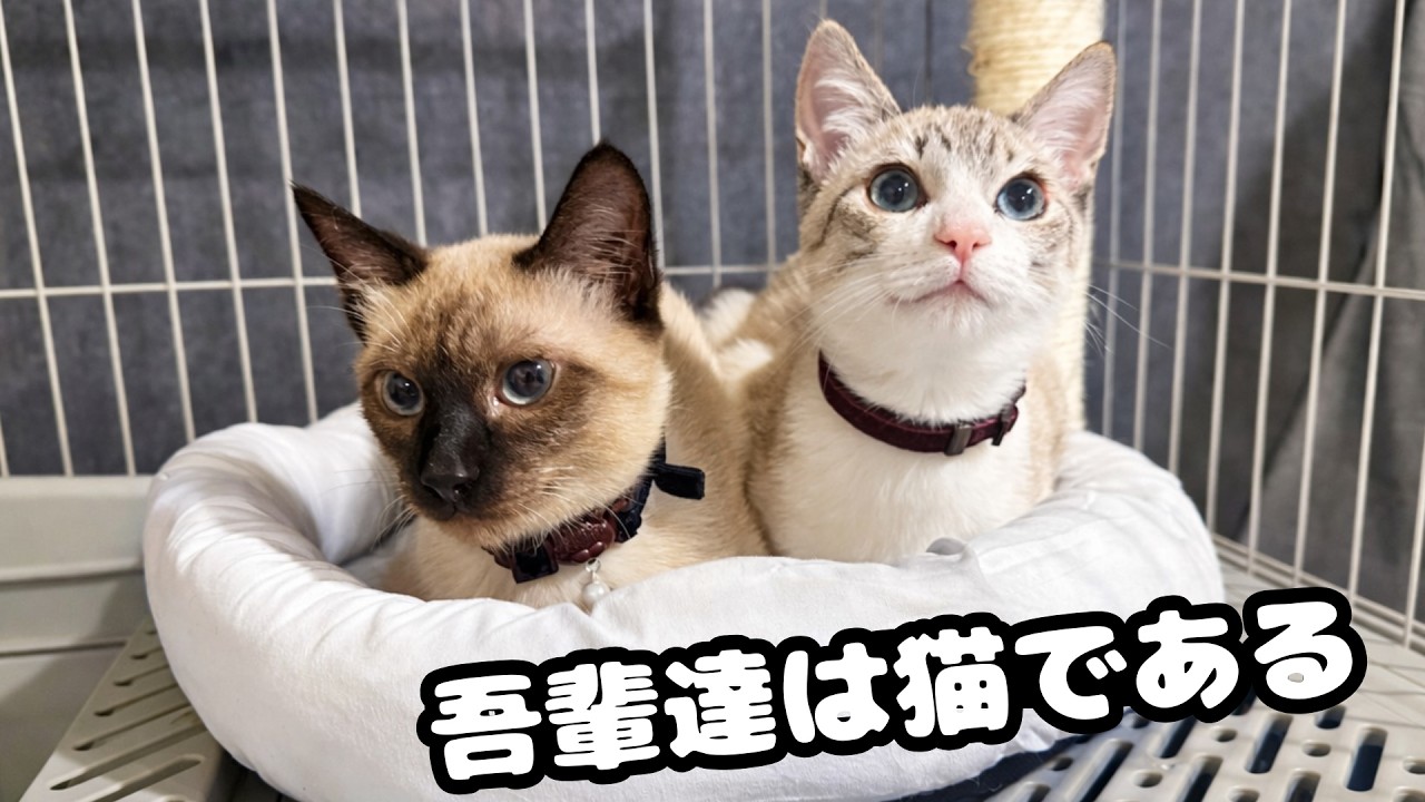 トンキニーズの兄弟がうちにやってきた！