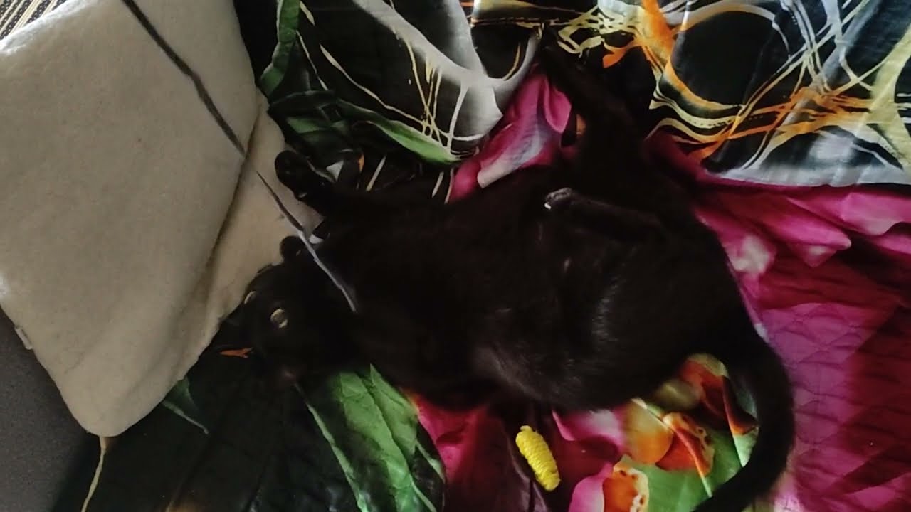 Котя и шнурок.