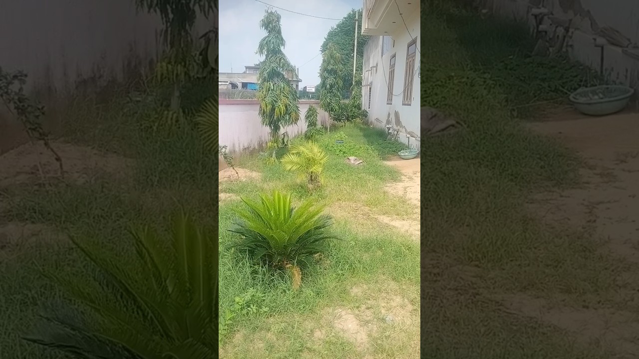 #prakrtik sondray