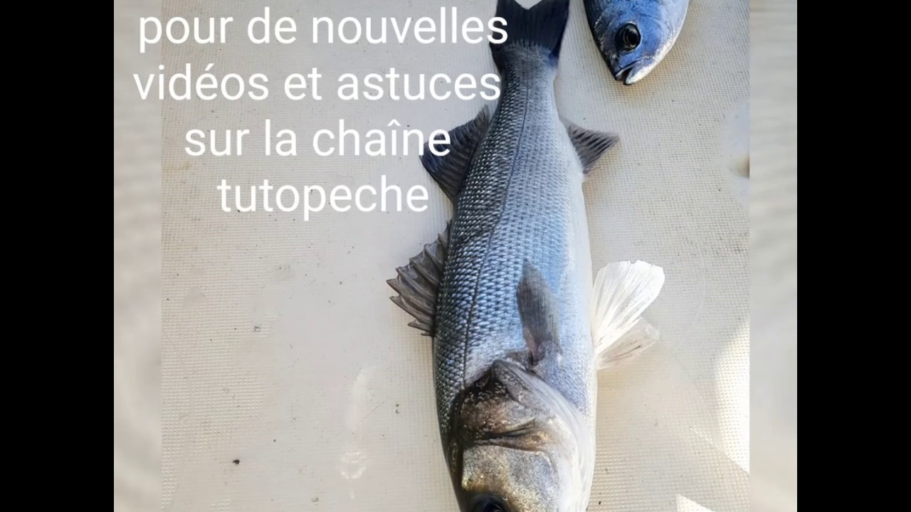 Bar Loup au leurre souple astuce