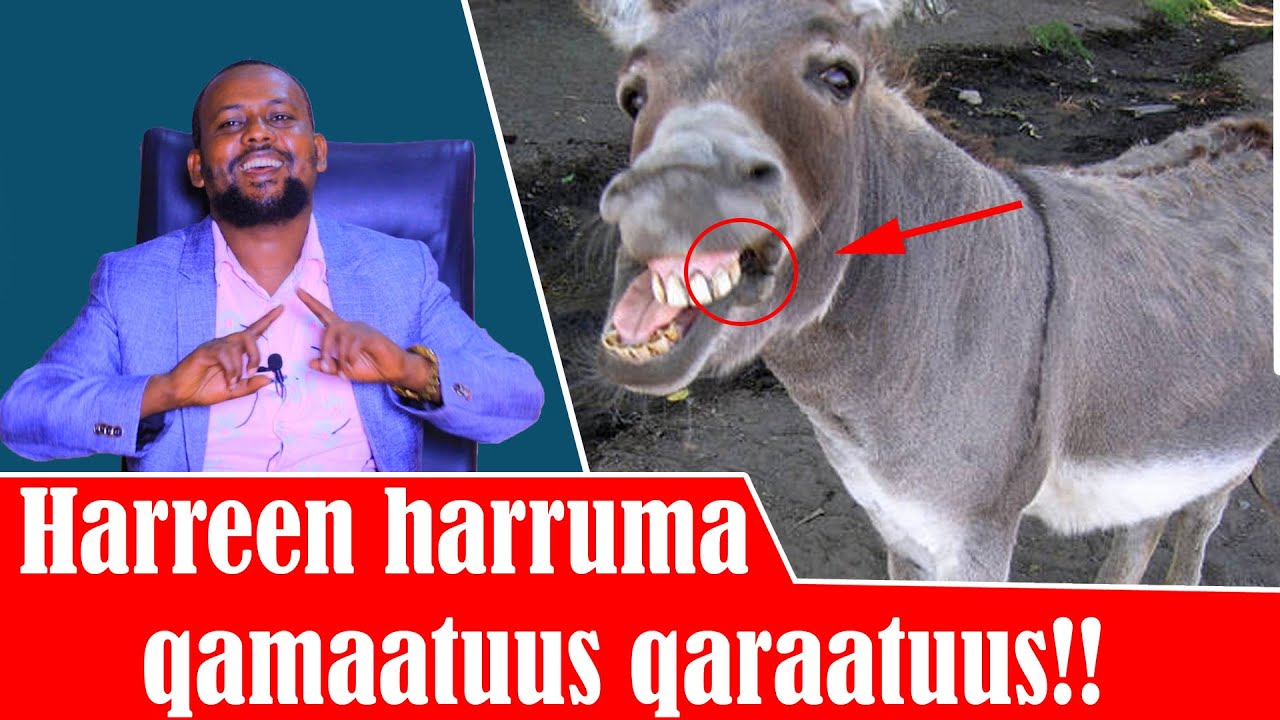 Harreen Harruma Qamaatuus Qaraatuus!!