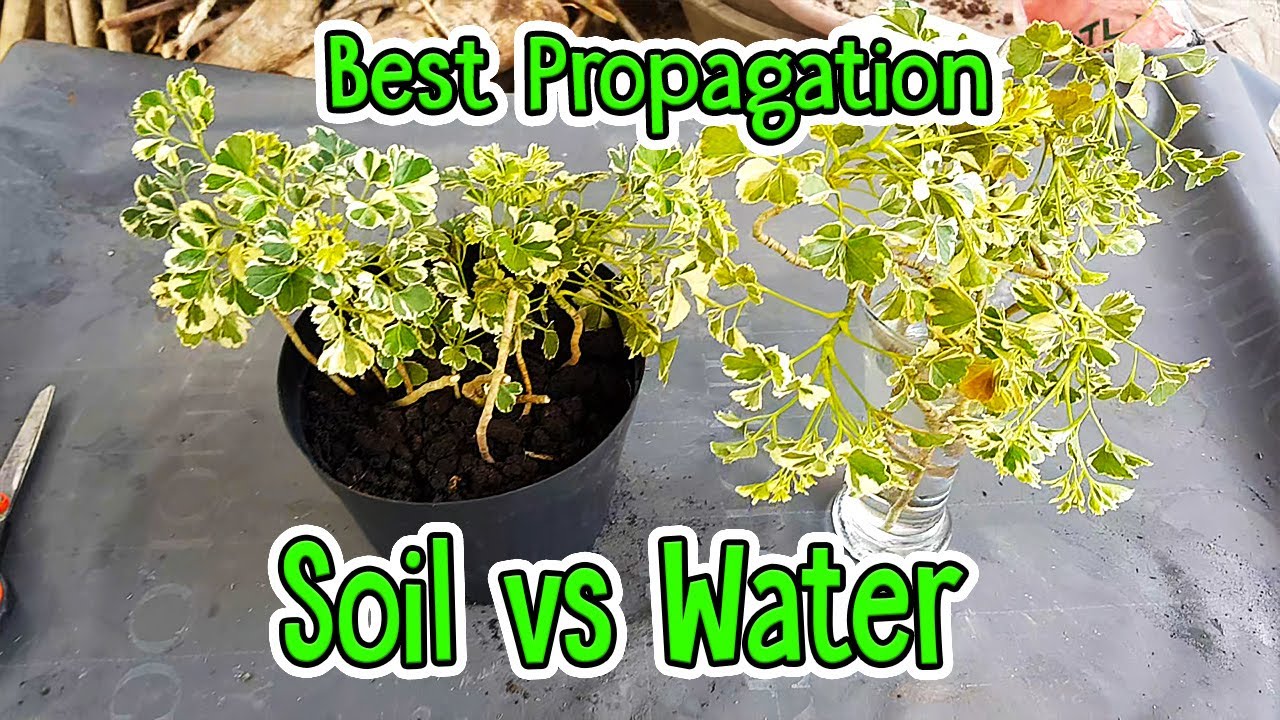 Variegated White Aralia: The BEST WAY to propagate