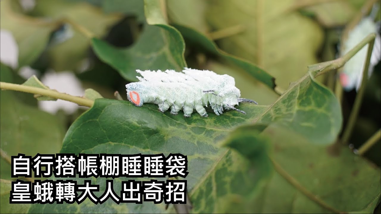 自行搭帳棚睡睡袋-皇蛾轉大人出奇招