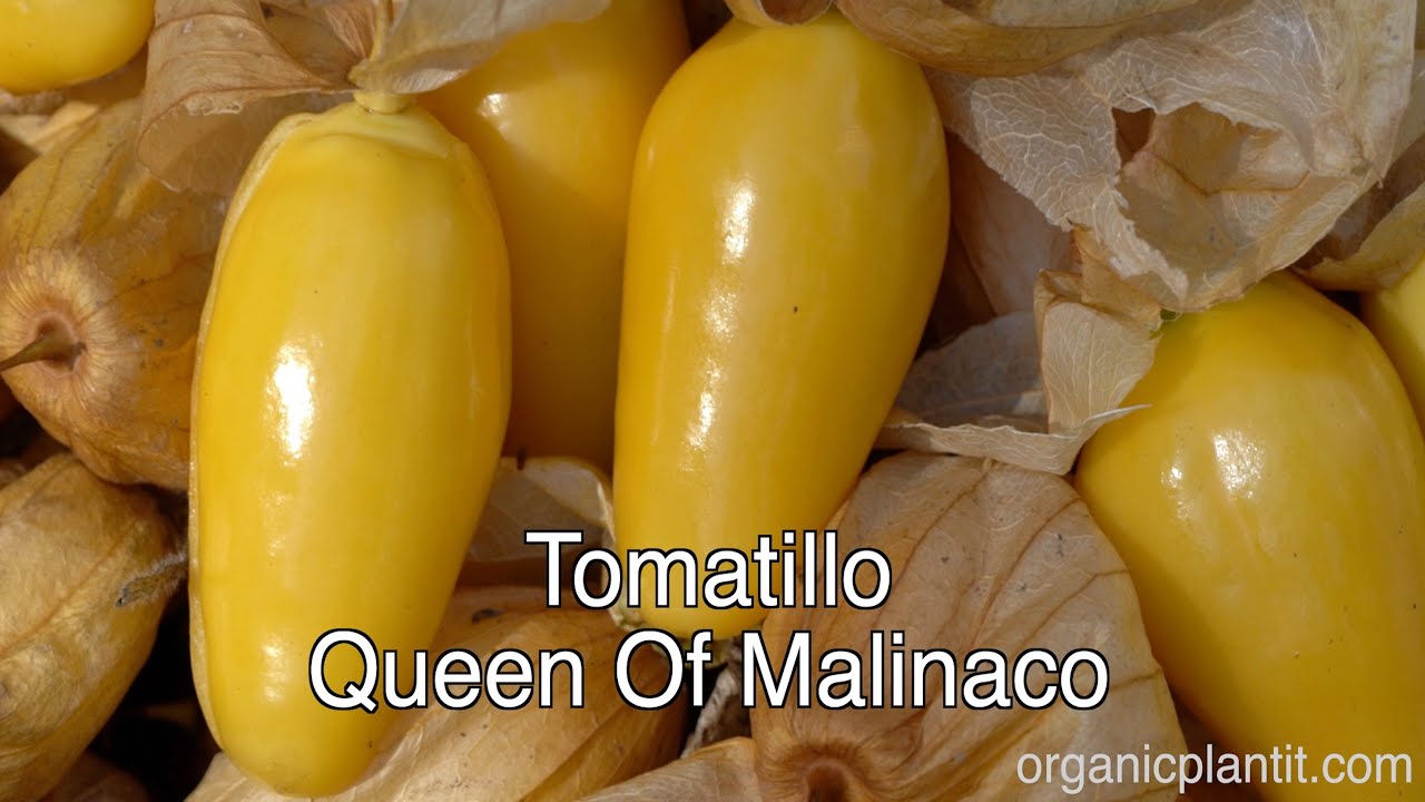 Tomatillo Queen Of Malinalco | Organic Plant It