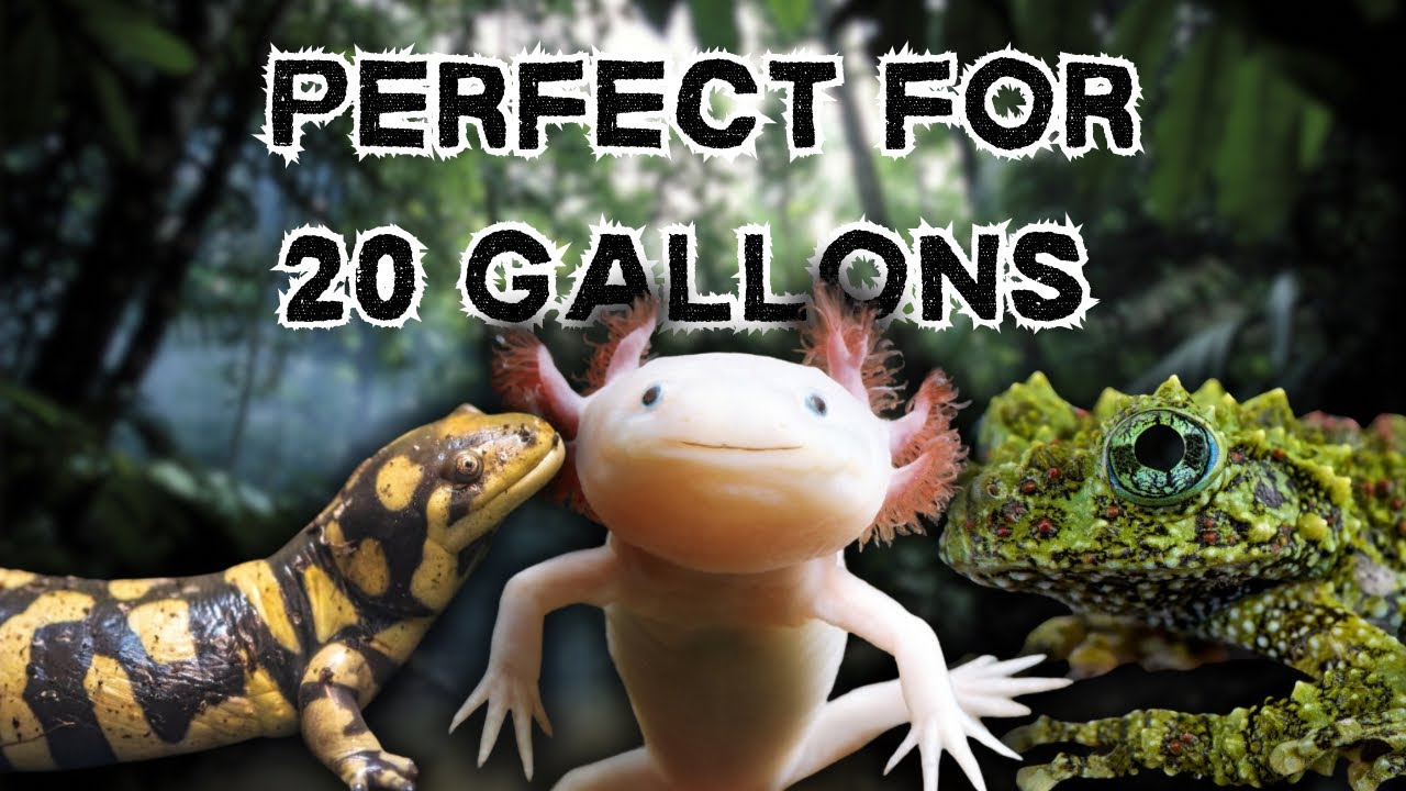 7 Amphibians Perfect for 20 Gallon Enclosures!