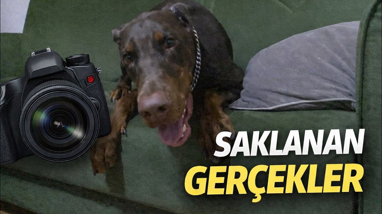 KAMERA ARKASINDAKİ GERÇEKLER ! ASLINDA GÖRDÜĞÜNÜZ GİBİ DEĞİL .  #köpeklerinyaşamı 