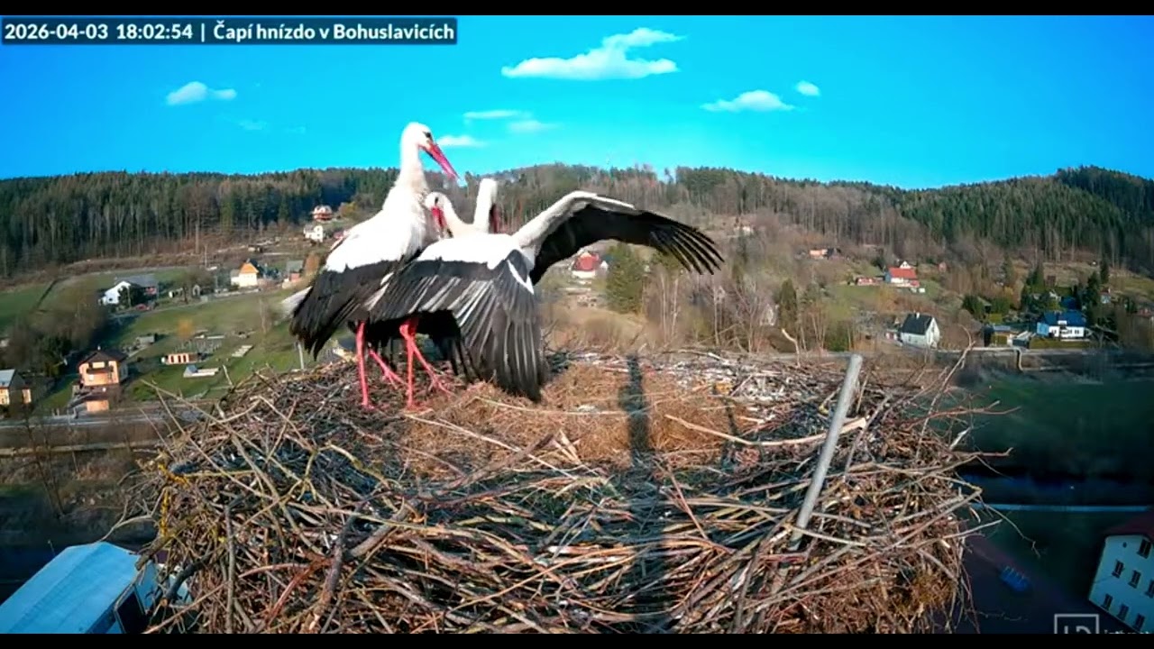 Bohuslavice/CZ  ATTACKS Part 1/ Bohunka has arrived. Nest owner since 2018. But there&rsquo;s a new female