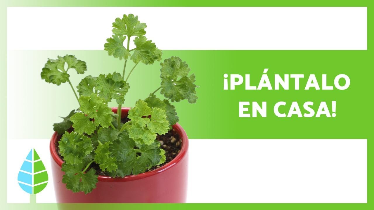 Cómo PLANTAR PEREJIL 🌱 (en Maceta con Semillas y por Esquejes)