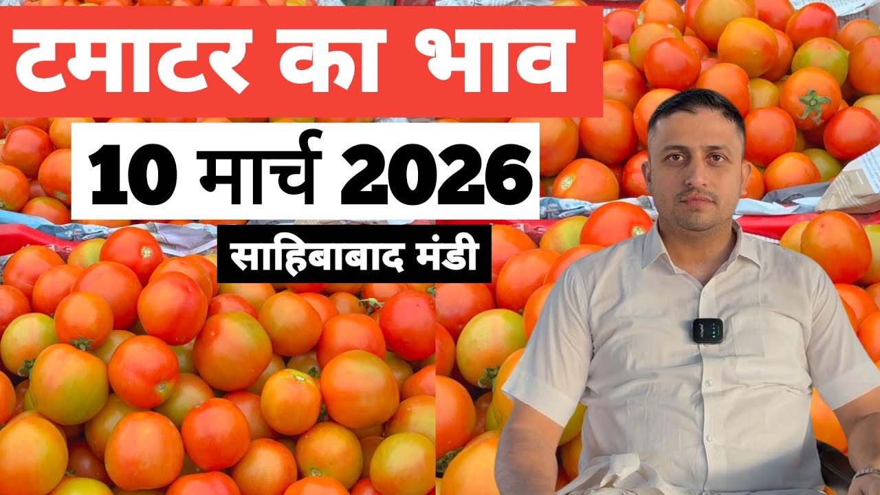10 March 2026 🍅टमाटर का भाव साहिबाबाद मंडी |Today tomato rates in sahibabad mandi delhi NCR 