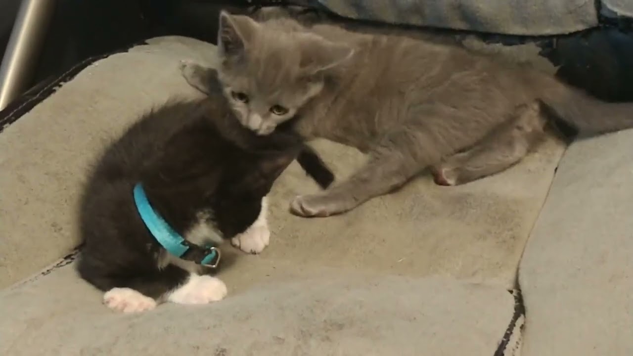 Stress Relief Video 🤗 Kitten Cuteness 💓 #cat 