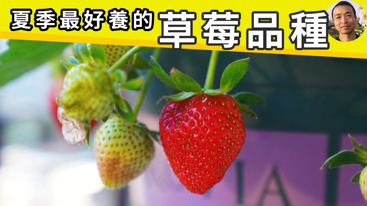 夏天最好种的12种草莓！酸甜口味齐全，带你10分钟详细了解！轻松选中最合口味的品种！#园艺 #盆栽草莓 #strawberry #strawberry in pots【手艺人飞羽】