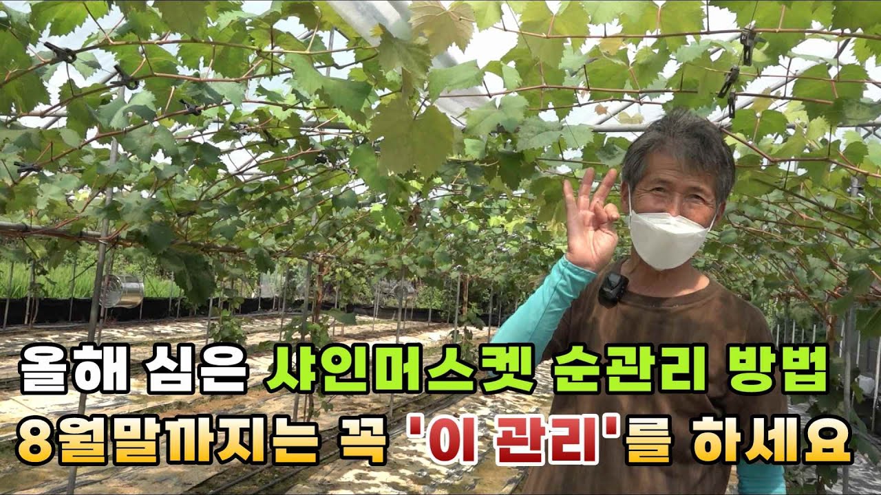샤인머스켓 1년차 순관리 방법 (8월 말까지는 꼭 이 관리를 해주세요)