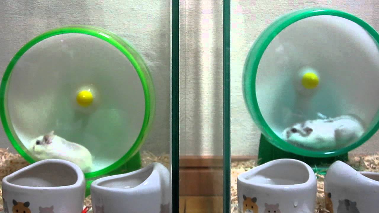 【しらたま＆おさしみ】隣でトコトコ