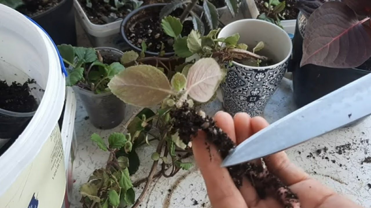 kohleria rizomu kesiyorum, kohleria rizomu keserek nasıl çoğaltılır.