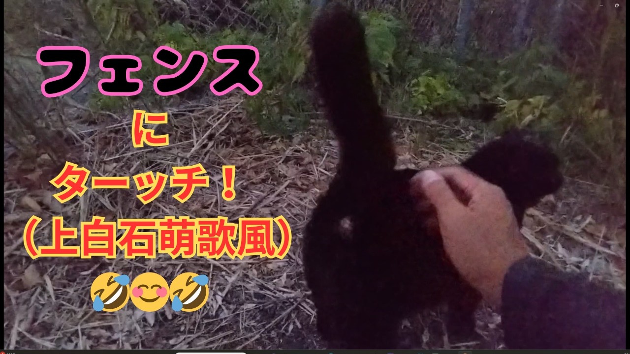 【地域猫】フェンスにターッチ‼（上白石萌歌風）😺12月撮影分のパート２です😺