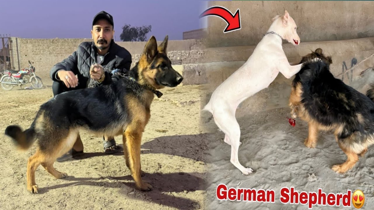 Finally pet house ka Liya German shepherd ly ay🐕