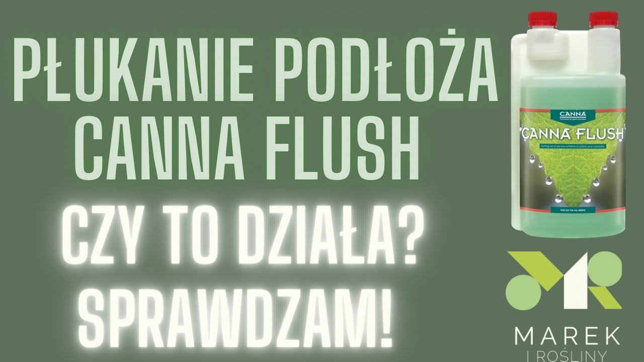 Płukanie podłoża CANNA FLUSH. Czy to działa? Sprawdzam!