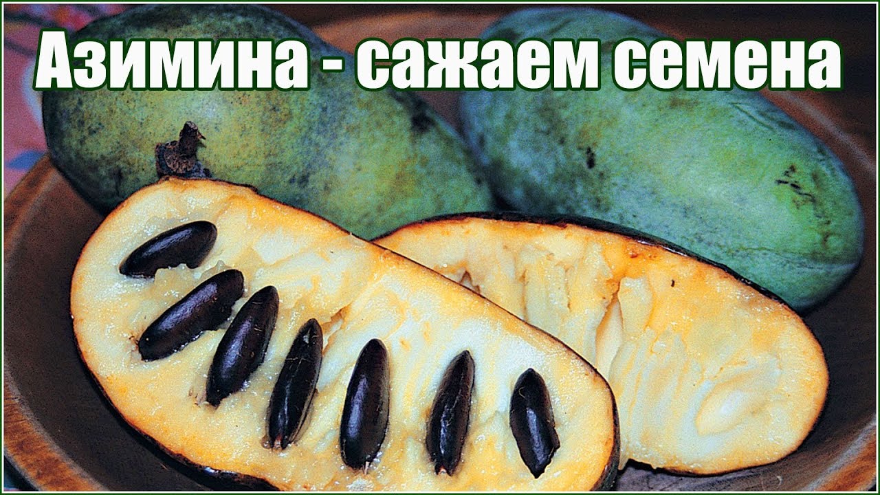 Азимина трёхлопастная трилоба - размножение семенами - стратификация и посадка