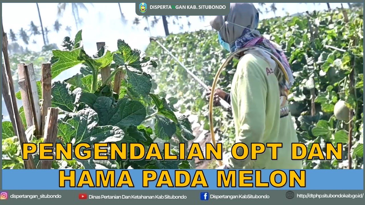 PENGENDALIAN OPT (ORGANISME PENGGANGGU TANAMAN) DAN HAMA PADA TANAMAN MELON