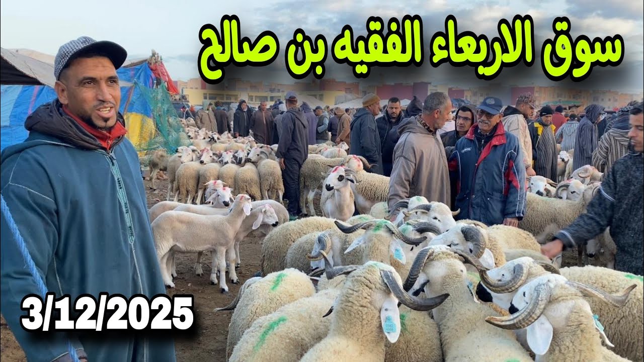 مباشرة من سوق الاربعاء الفقيه بن صالح 3/12/25 مع تمن الحولي و النعجة و حولية 🐑🐑🇲🇦