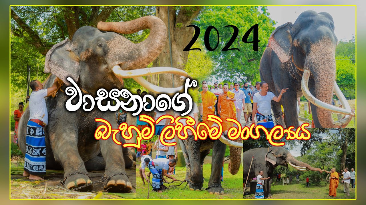 වාසනාගේ බැහුම් ලිහීමේ මංගල්‍යය 2024 #kataragamawasana #wasana