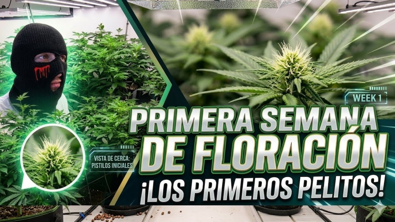 Seguimiento de CULTIVO interior con LEDS | CAP 2 - Inicio de FLORACIÓN (CAMBIO 12/12) 
