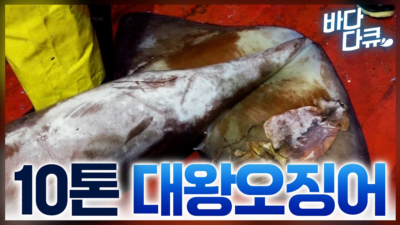 한국이 다 사 간다. 한국 때문에 웃음꽃 피는 페루 어부들 / 떼로 나타난 대왕오징어에 한 번에 10톤씩 잡아버리는 오징어잡이배 / 페루 효자상품 1m 대왕오징어 / #바다다큐