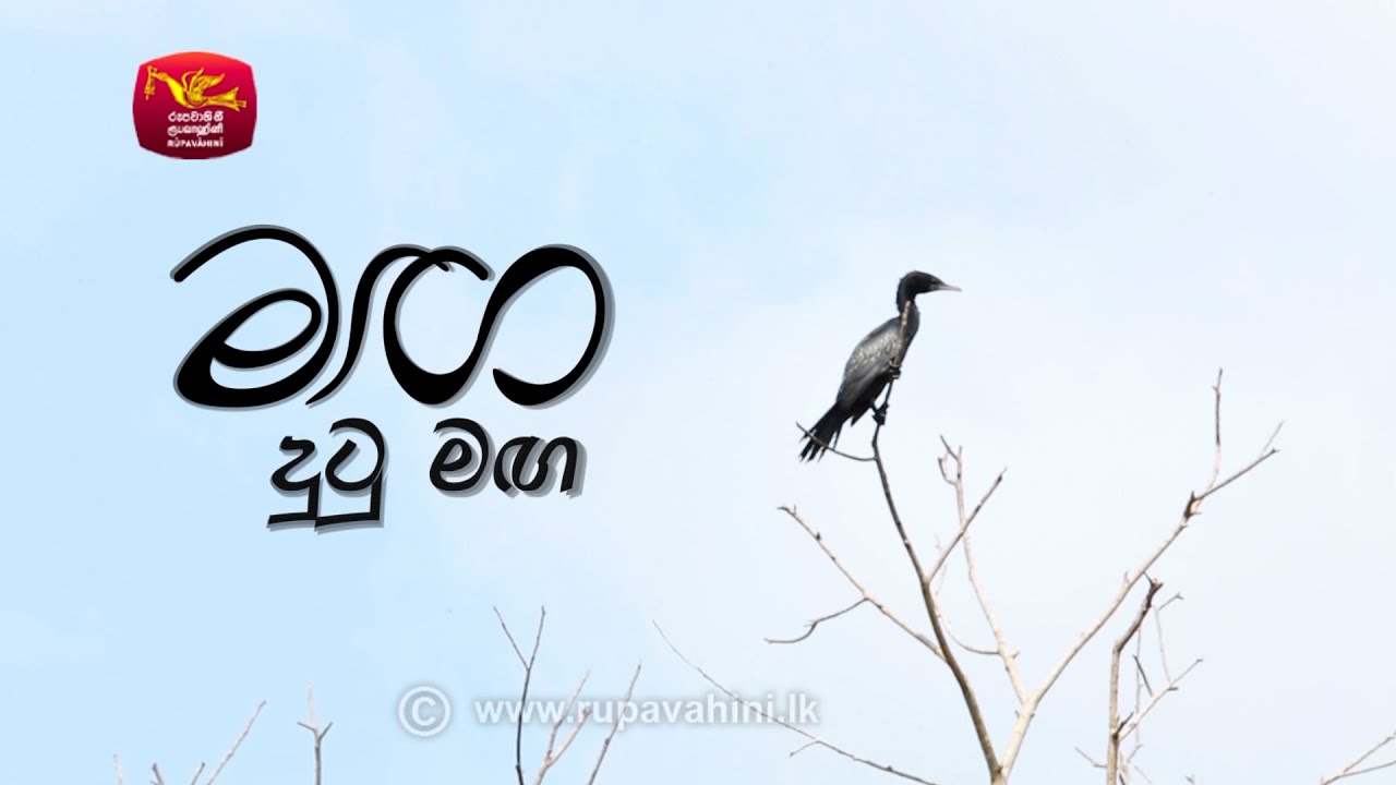 Sitha Niwana Katha | සිත නිවන කතා | මඟ දුටු මඟ | Rupavahini