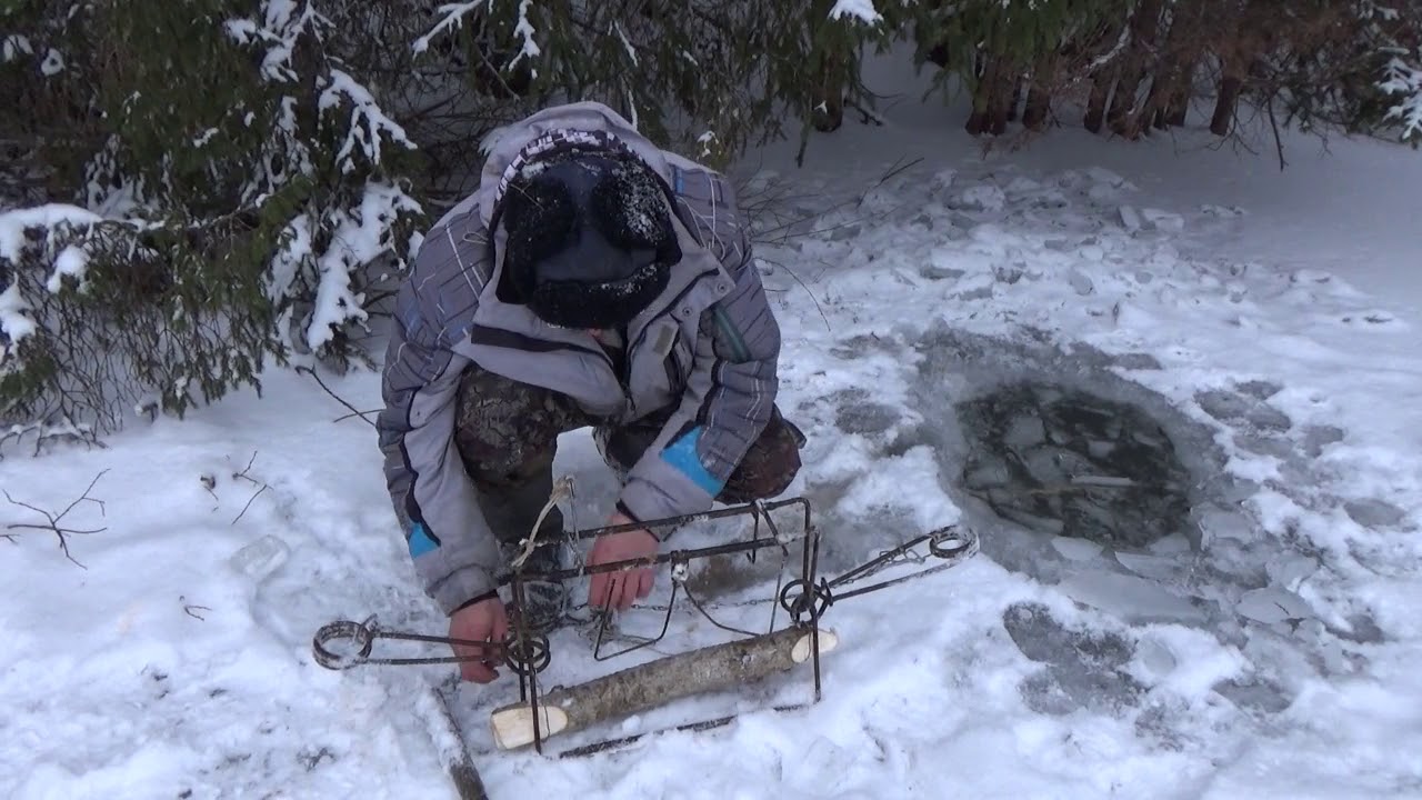 Проверка капканов на бобра с приманкой.