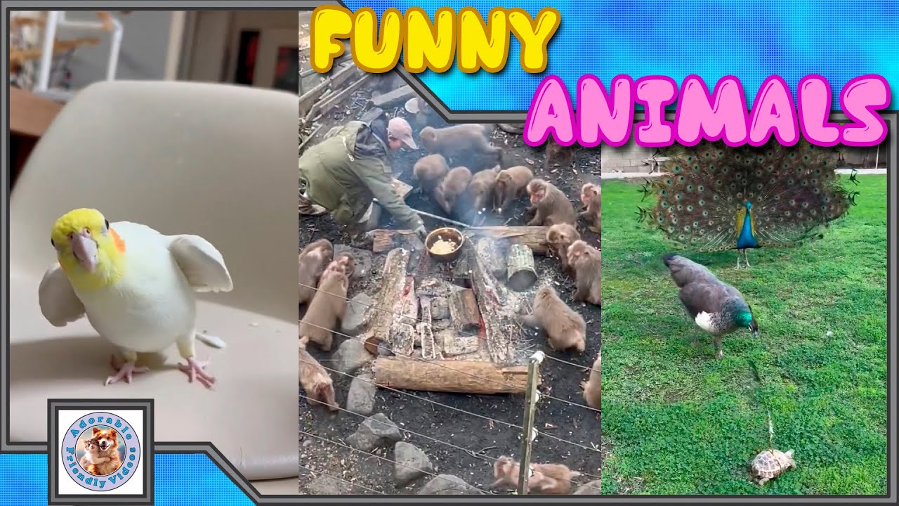 Compilation of funny animals! #116 Choose what you liked most and leave a comment! Subscribe!