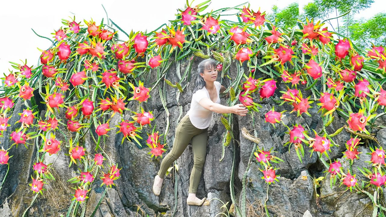 Harvesting Dragon Fruits On The High Rock Goes To The Market Sell - Live With Nature