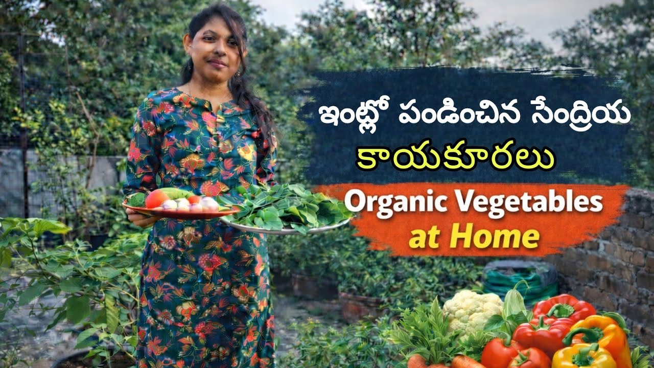 మా terrace పైన ఎన్ని రకాలు vegetables వచ్చాయో | Vegetable Harvest |  garden Harvest 