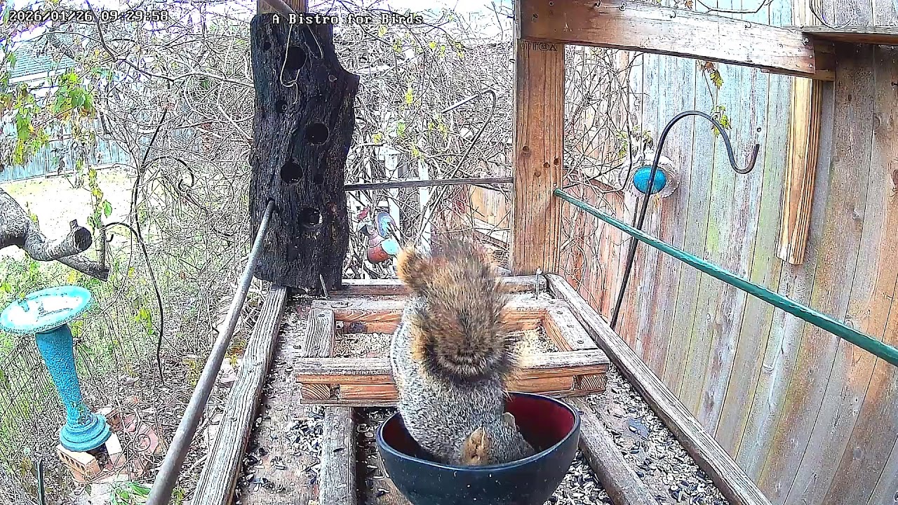 A Bistro for Birds Live Stream