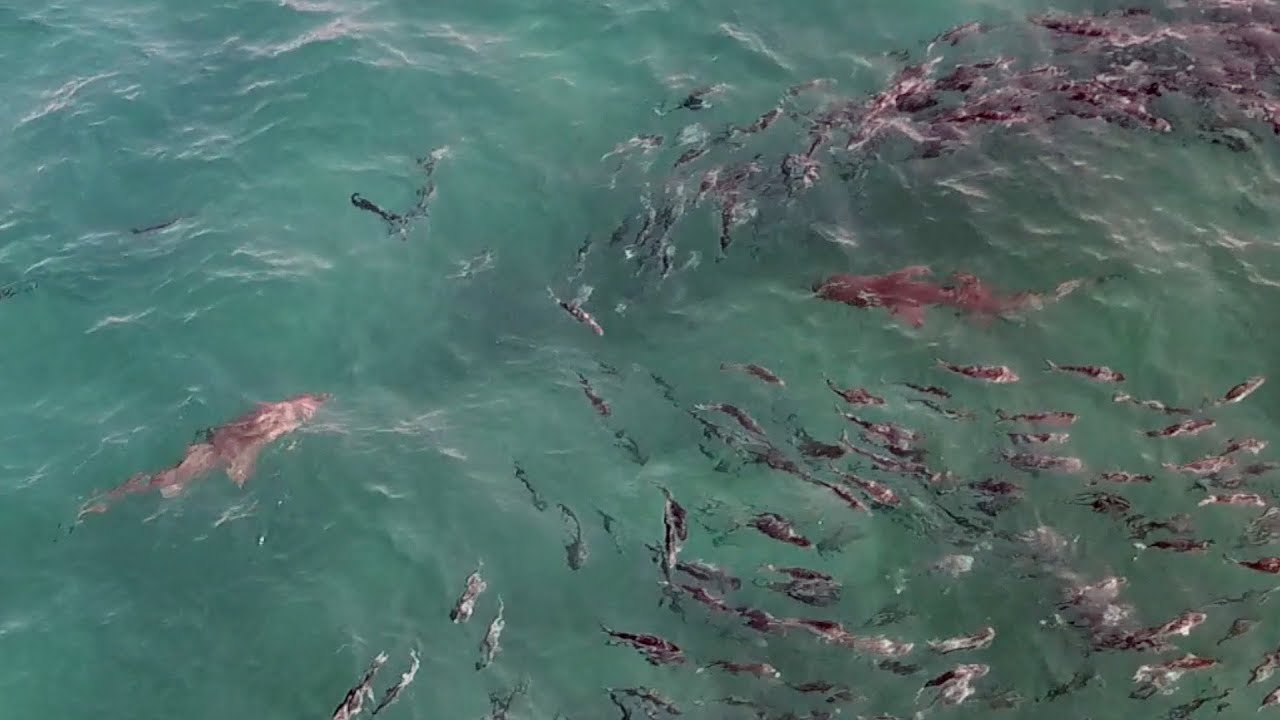 Shark that bit a swimmer - Kiama Surf Beach 15th Feb 2018