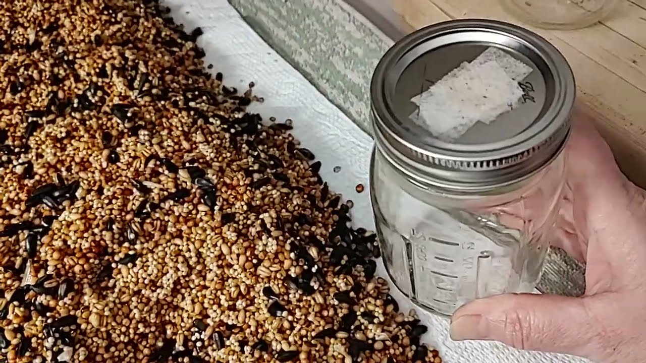 Wild Birdseed Grain Jars How to Prepare WBS to Grow Mushroom Easy Home Mycology