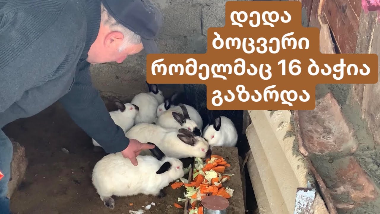 გმირი დედა ბოცვერი რომელმაც 16 ცალი ბაჭია გაზარდა