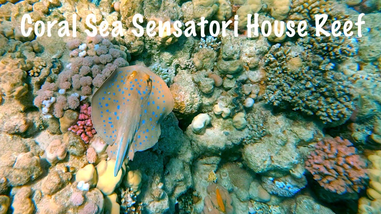 4k Snorkelling Coral Sea Sensatori House Reef - Sharm El Sheikh