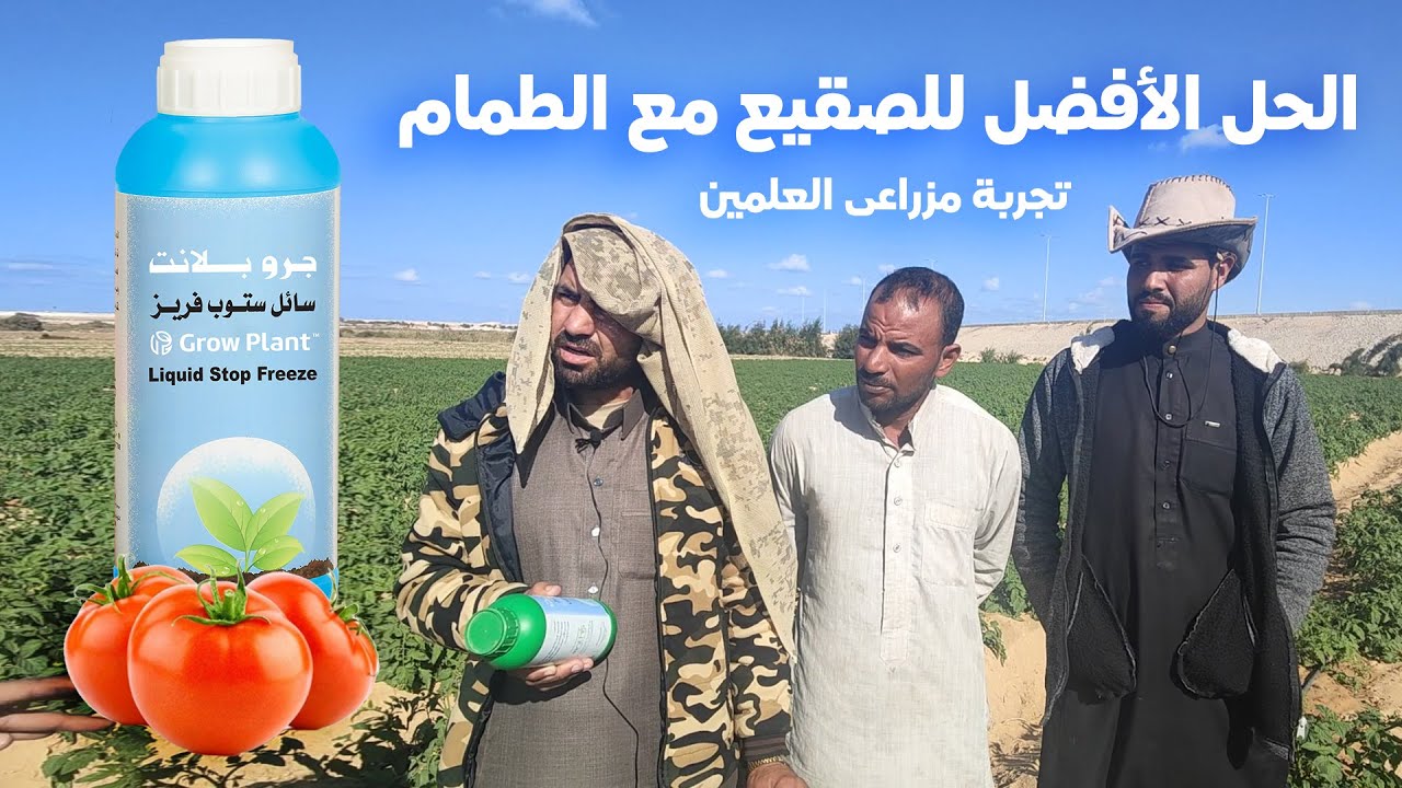 الحل الأفضل لمواجهة الصقيع والتغيرات المناخية مع الطماطم تجربة مزراعى العلمين