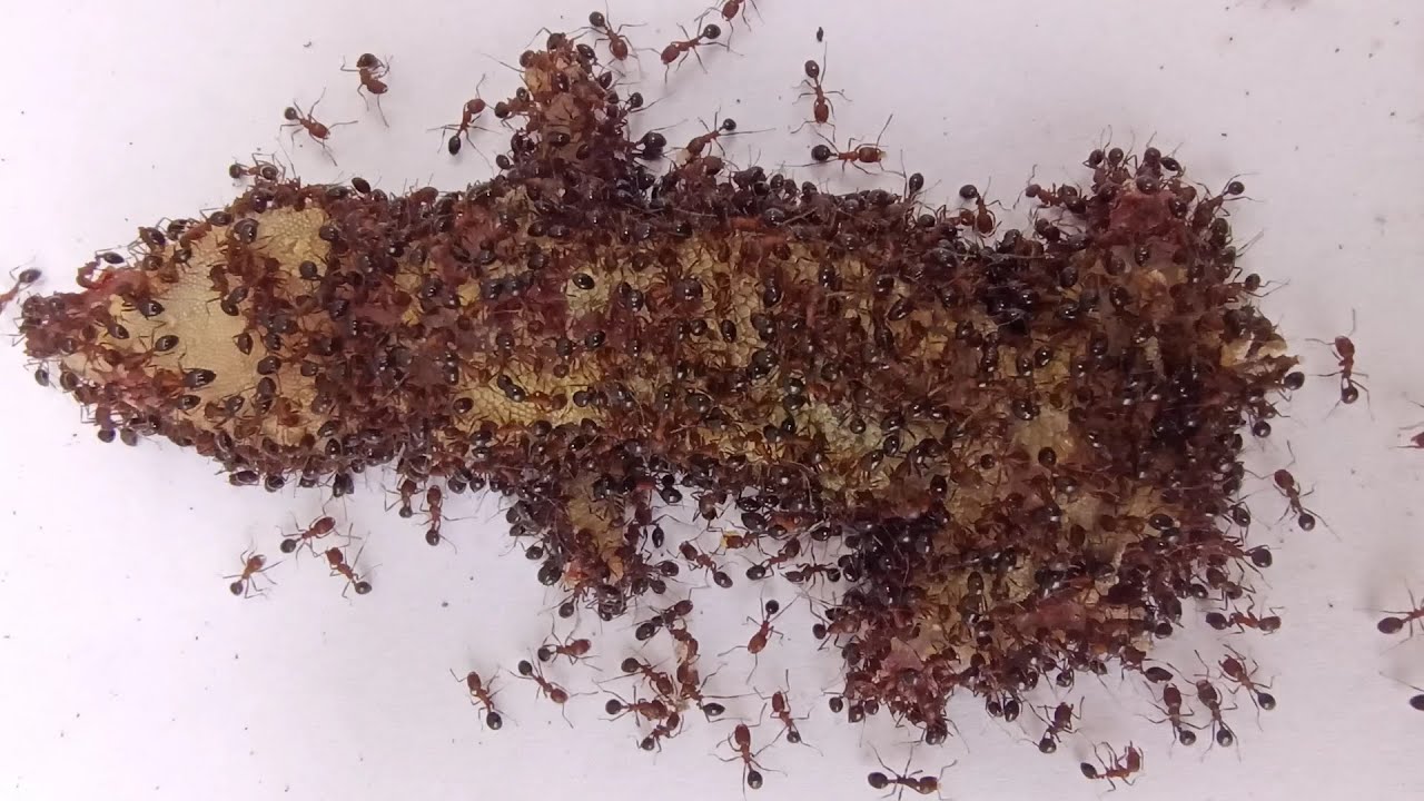 Black Ants Eating a Dead Lizard