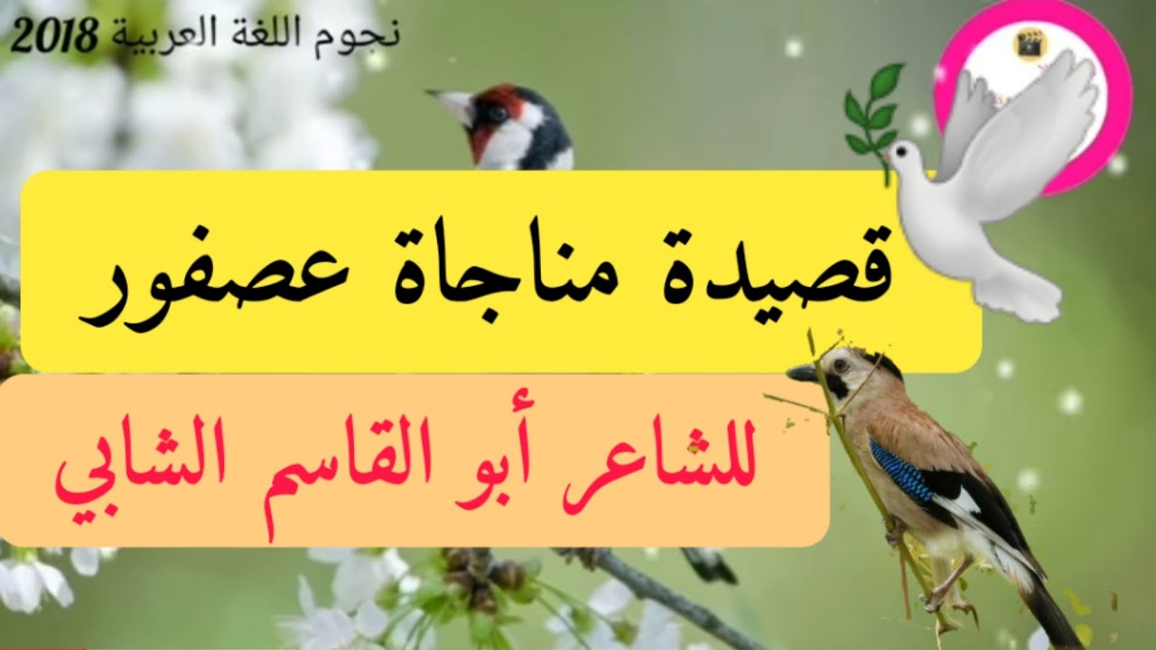 قصيدة مناجاة عصفـور 🐥🐤للشاعر أبي القاسم الشابي