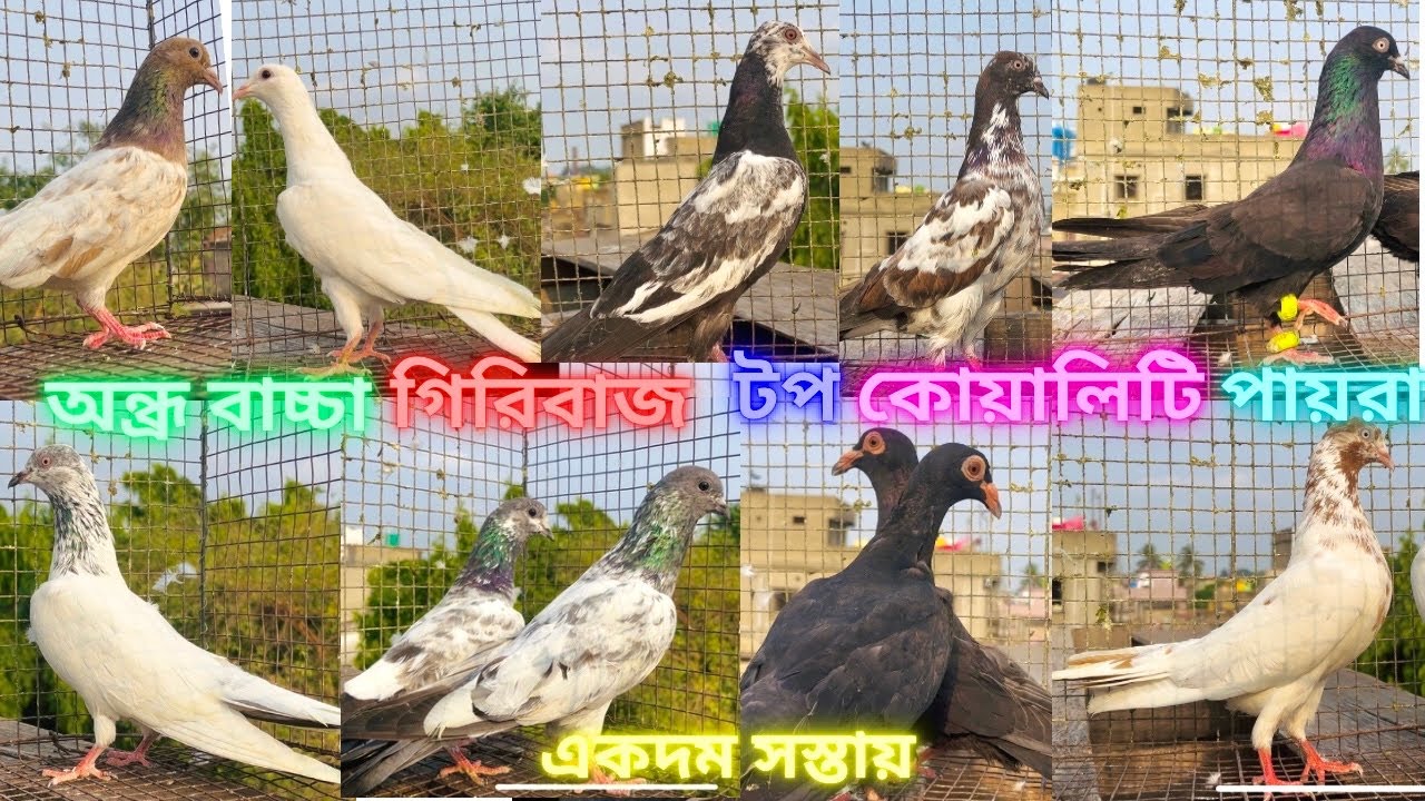 অন্ধ্র বাচ্চা গিরিবাজ টপ কোয়ালিটি পায়রা একদম সস্তায় 🥰