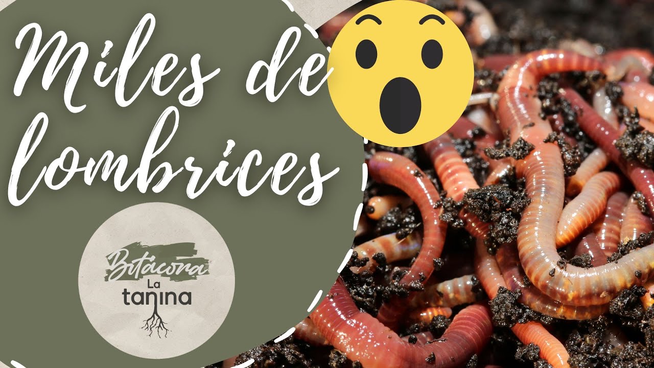 Cosechamos el VERMICOMPOST 🪱